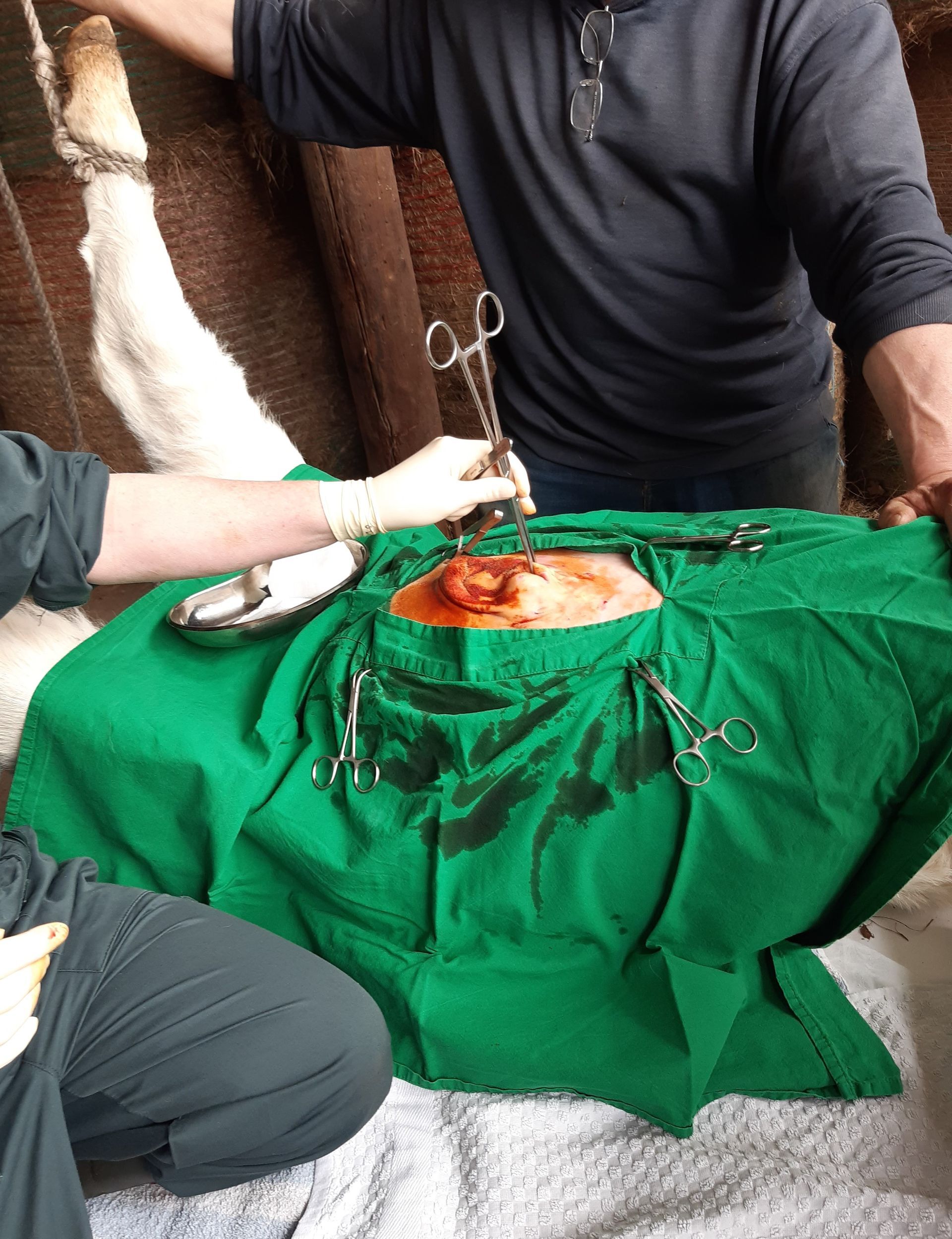 Tierärzte operieren ein Tier, Instrumente sind sichtbar, grünes OP-Tuch, Blut ist vorhanden.