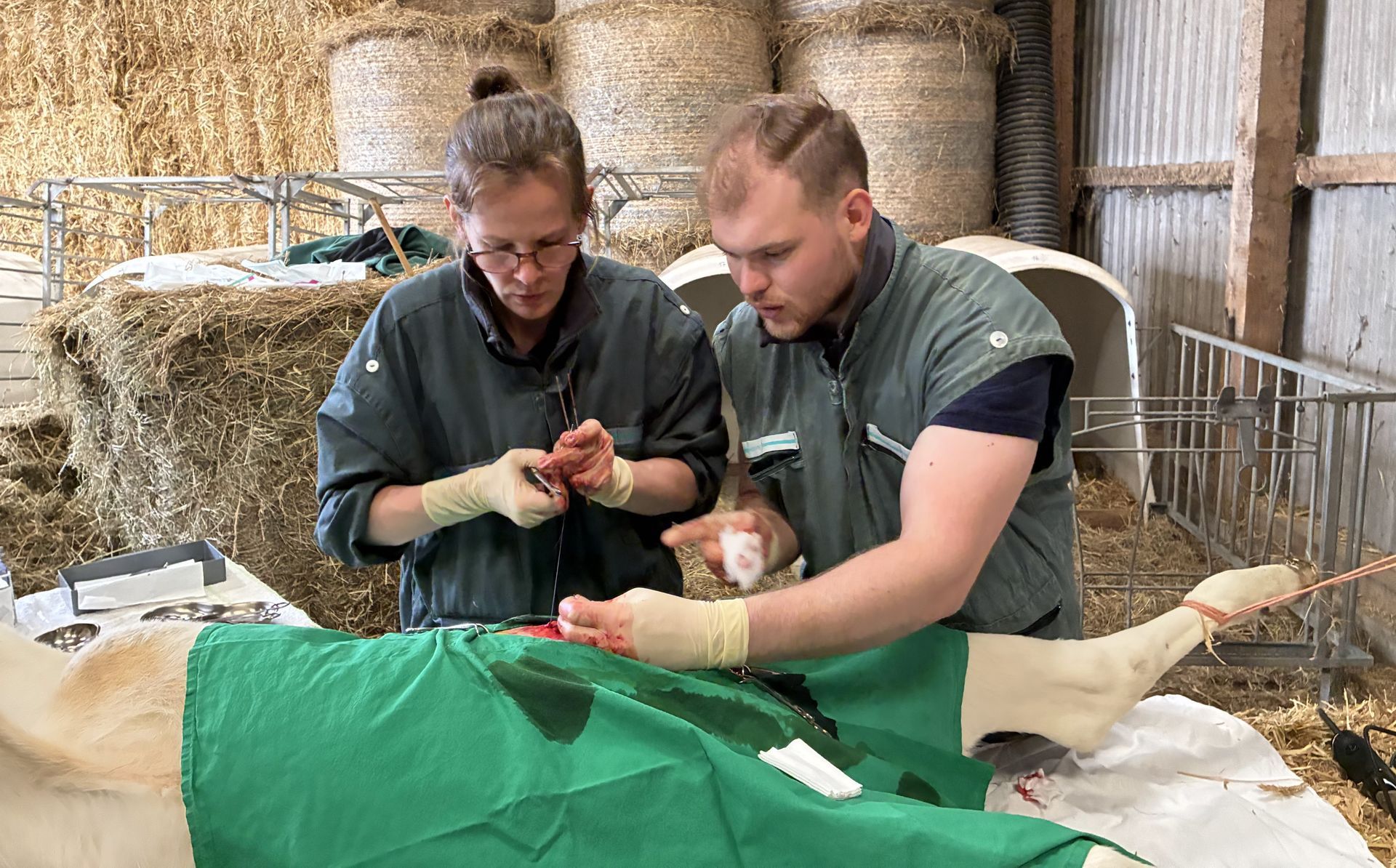 Zwei Personen in einer Scheune operieren eine Kuh, eine hält die Instrumente, die andere assistiert.