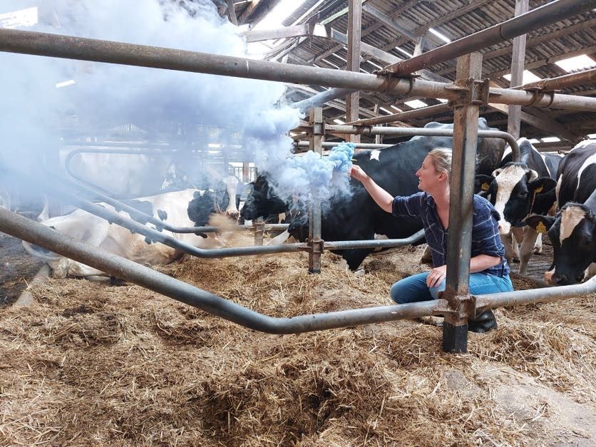 Eine Frau stößt in einem Stall mit Kühen blauen Rauch aus; der Rauch umhüllt die mit Heu gefüllten Ställe.