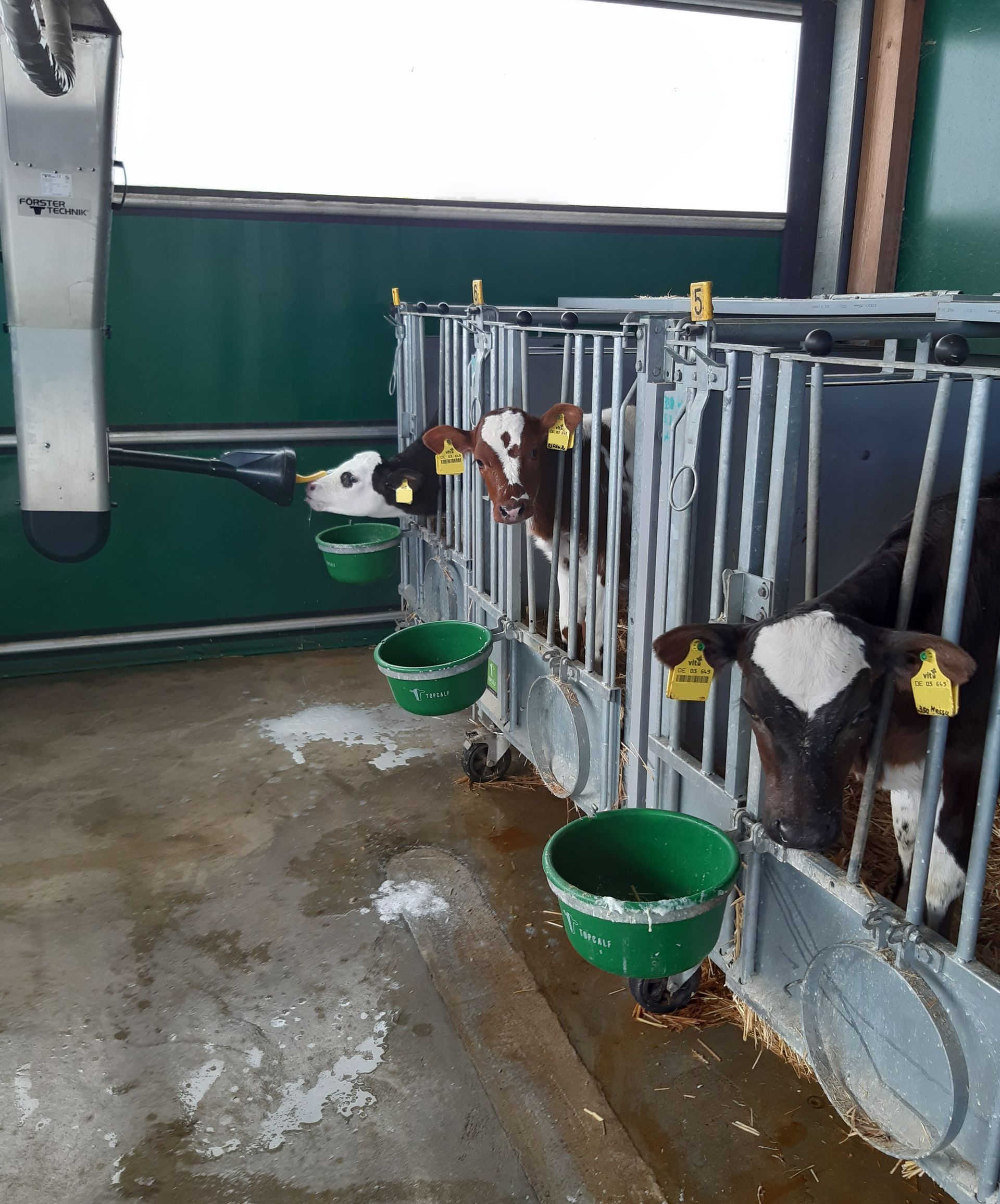 Kälber in Einzelboxen, Köpfe draußen, trinken aus grünen Eimern. Stallumgebung.