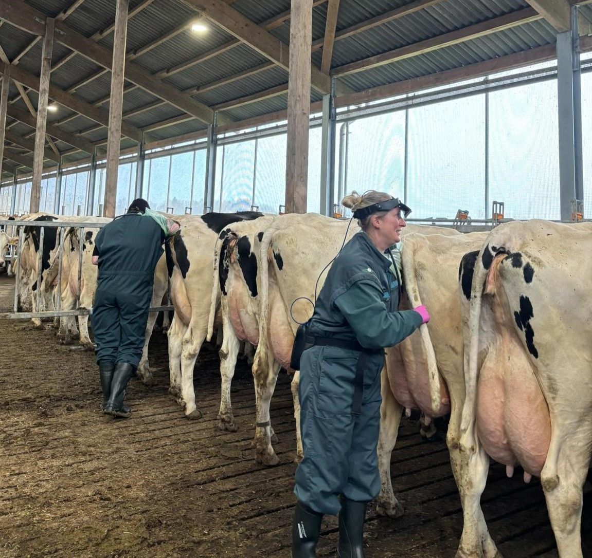 Zwei Personen kümmern sich in einer Scheune um Kühe. Die Kühe stehen mit ihren großen Eutern in einer Reihe. Die Scheune hat ein Metalldach und offene Seiten.
