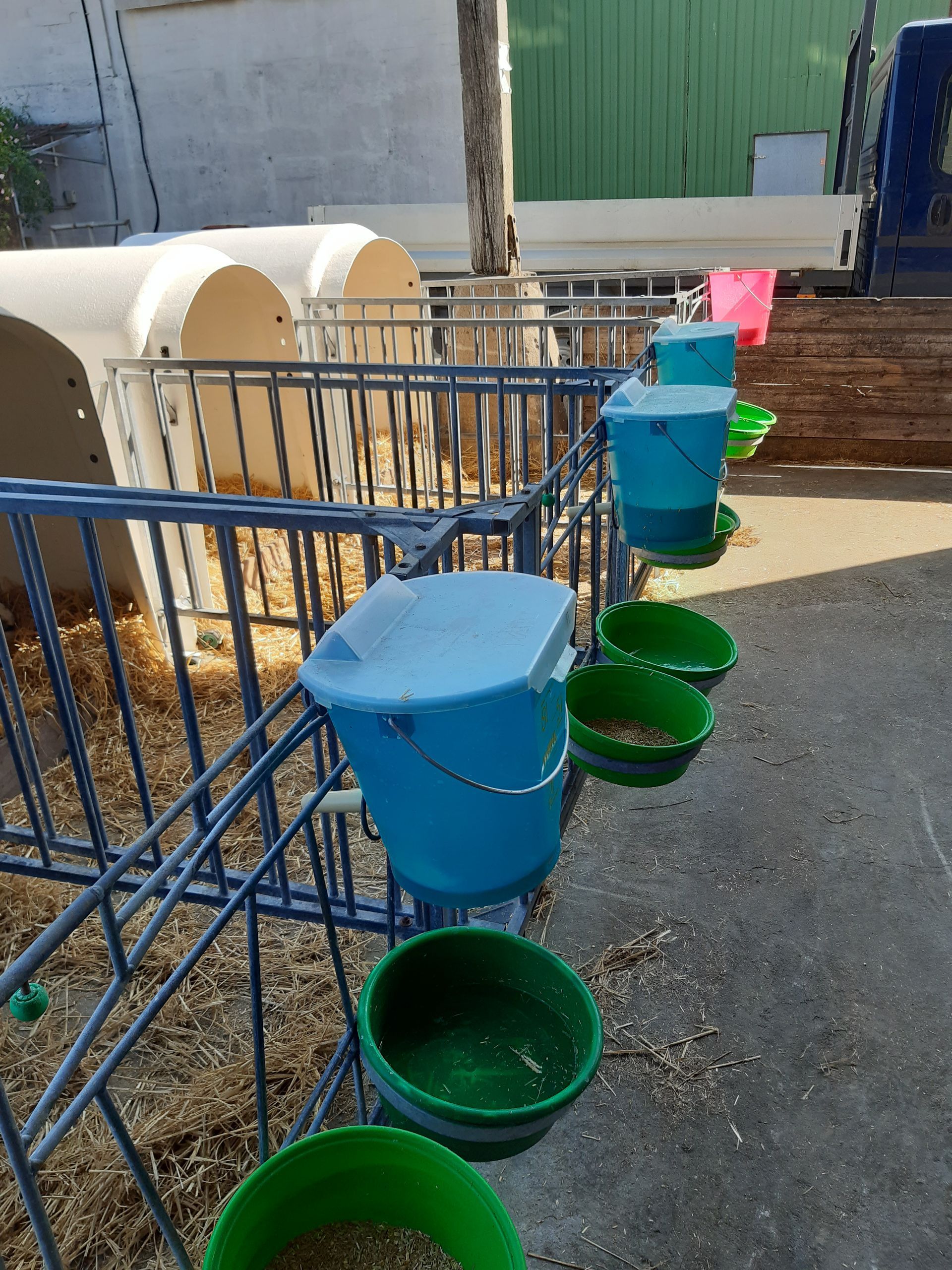 Kälberboxen mit blauen Eimern und grünen Futternäpfen außerhalb eines Gebäudes.