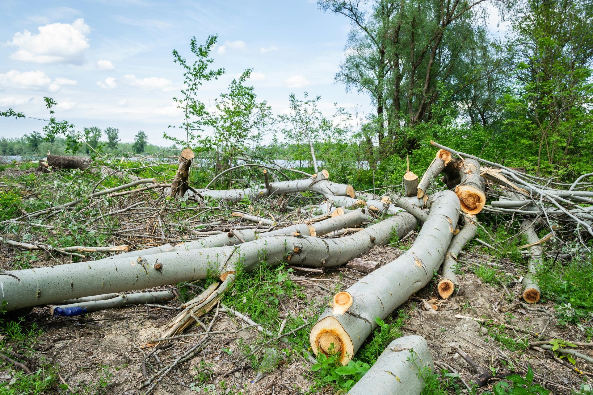 Fallen tree trunks lying on the ground in a clearing after a forest clearing or logging operation.