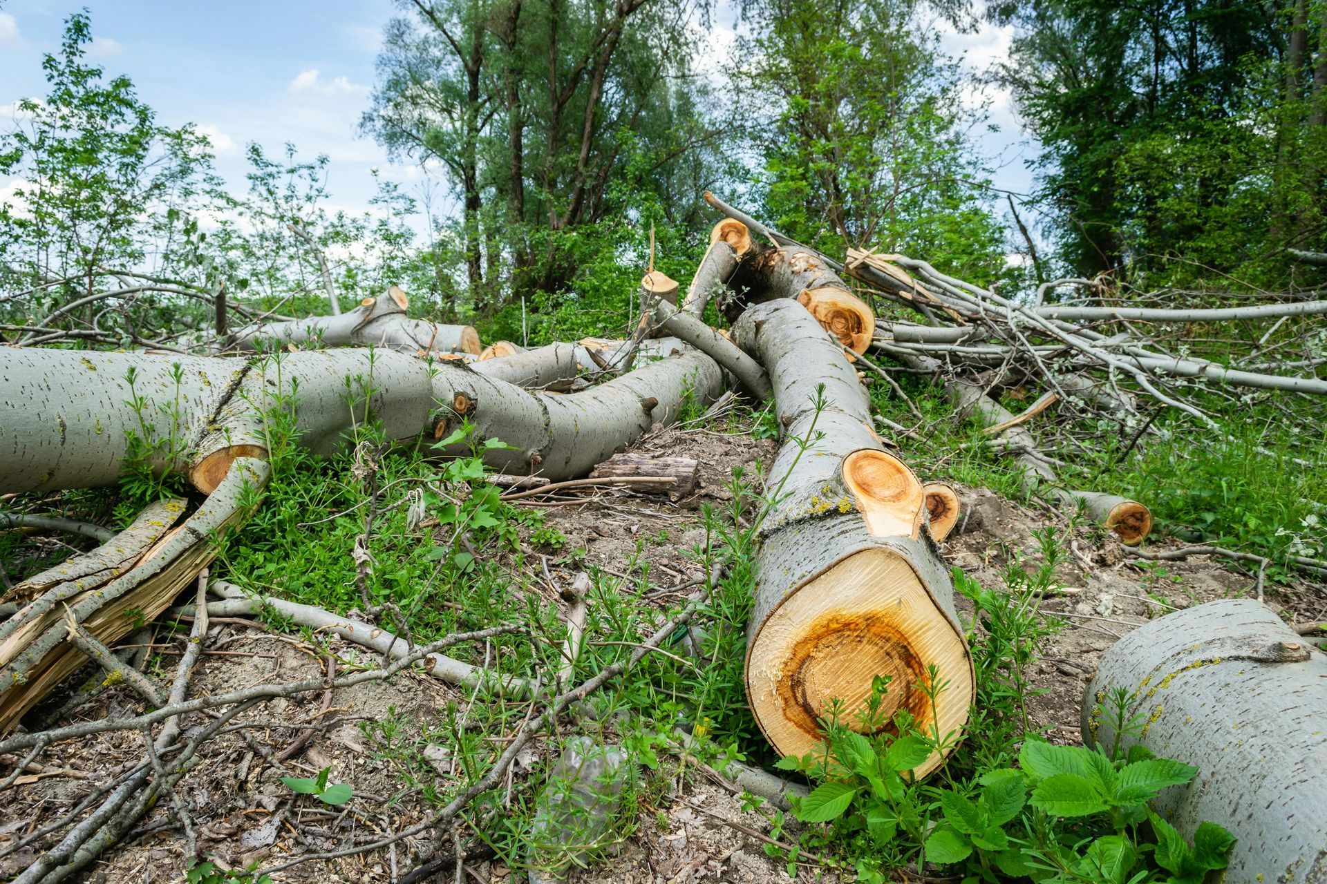 Fallen birch logs lie on the forest floor amidst cut branches and green vegetation following tree felling.