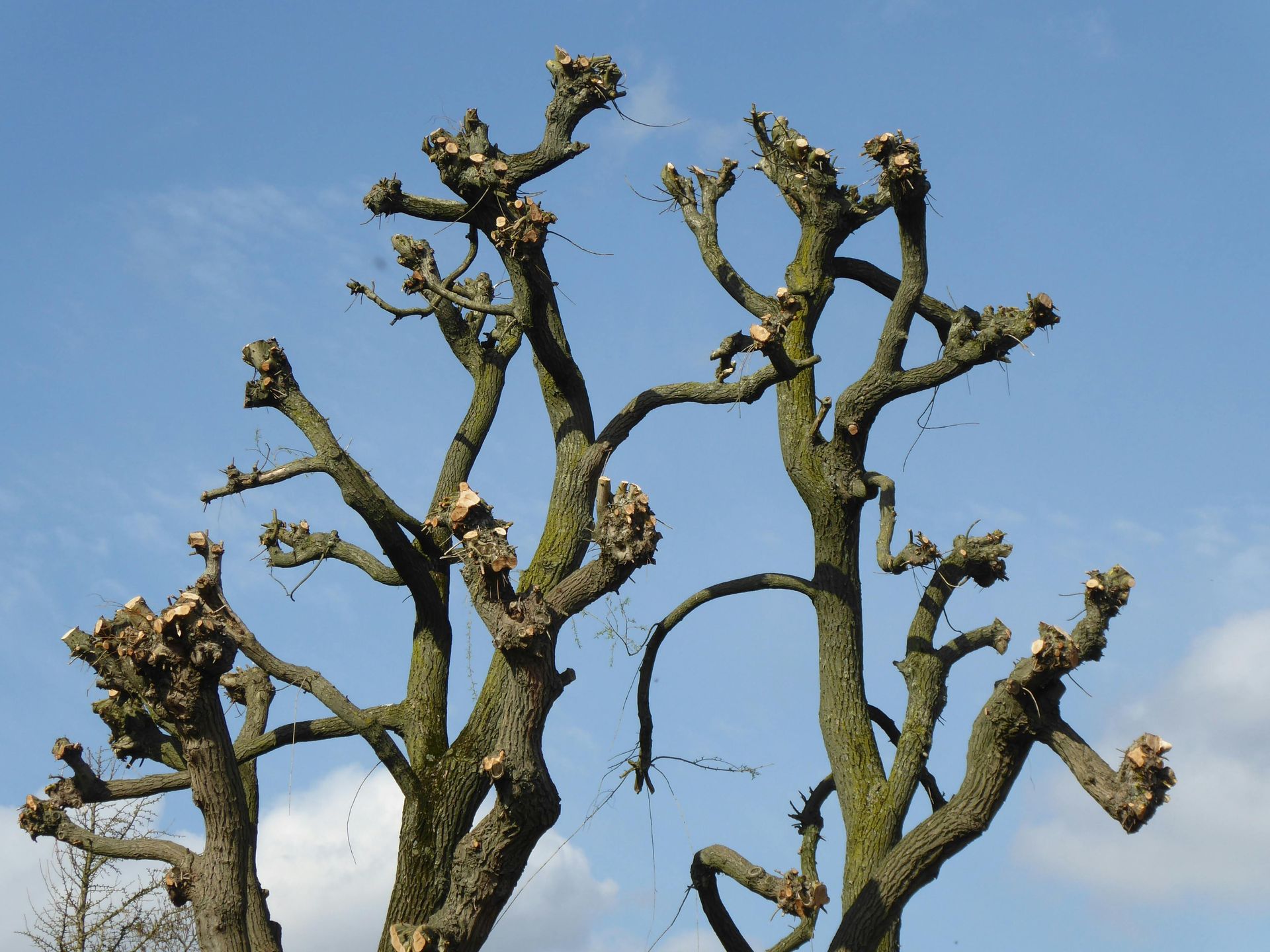 Two pollarded trees with bare, pruned branches against a blue sky with faint clouds.