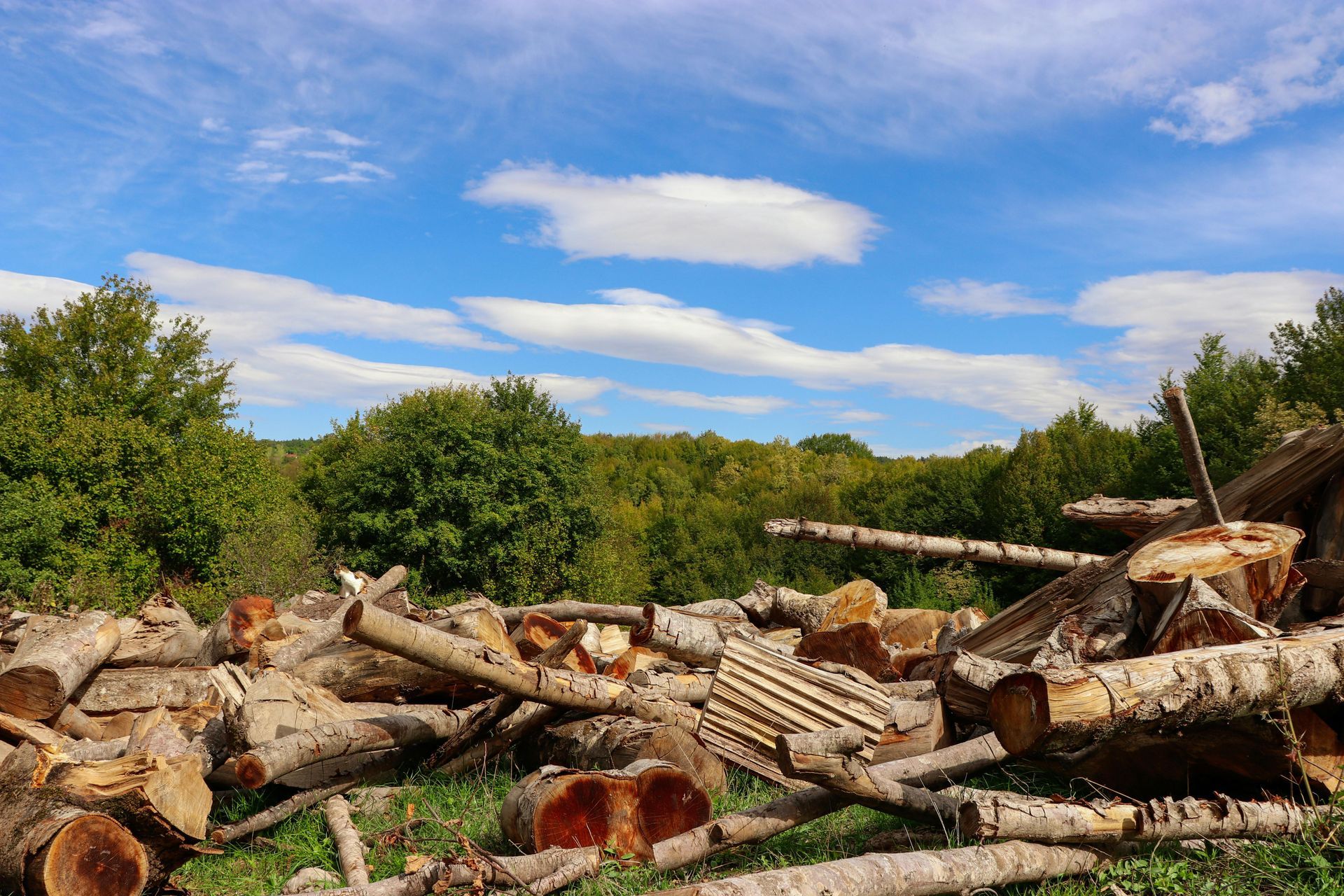 A pile of felled logs sits in a grassy clearing with a lush green forest background under a bright, cloudy blue sky.