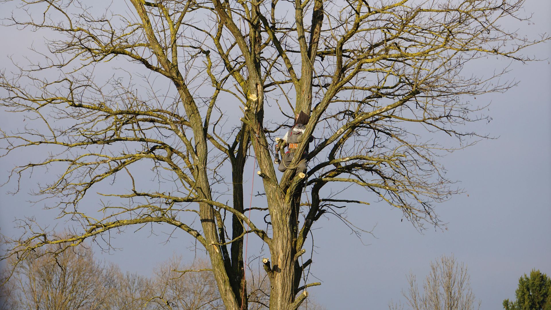 A person in protective gear climbs a tall, bare tree against a blue sky, performing pruning work.