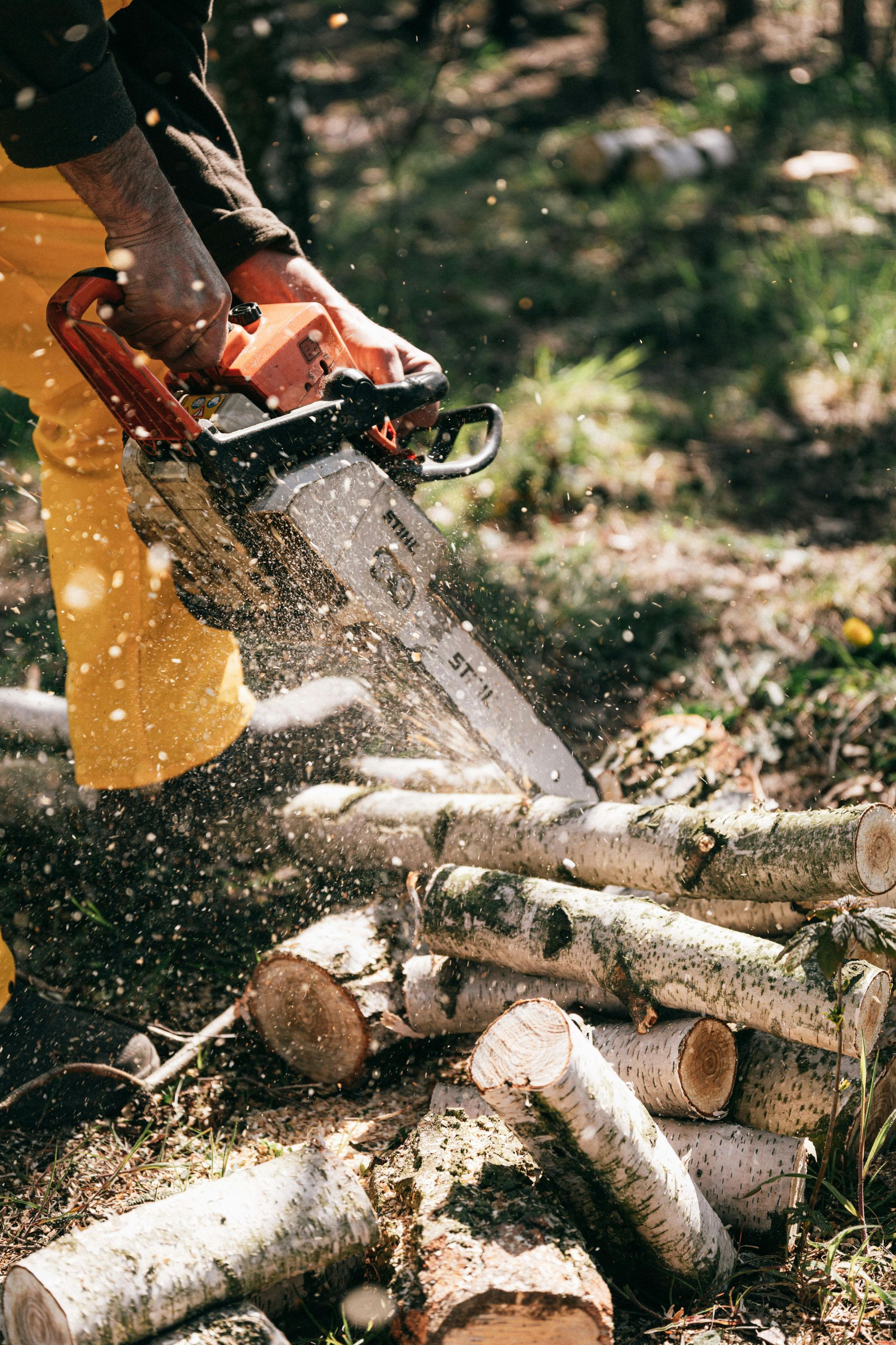 A person wearing yellow pants uses a chainsaw to cut a pile of birch logs on the forest floor.