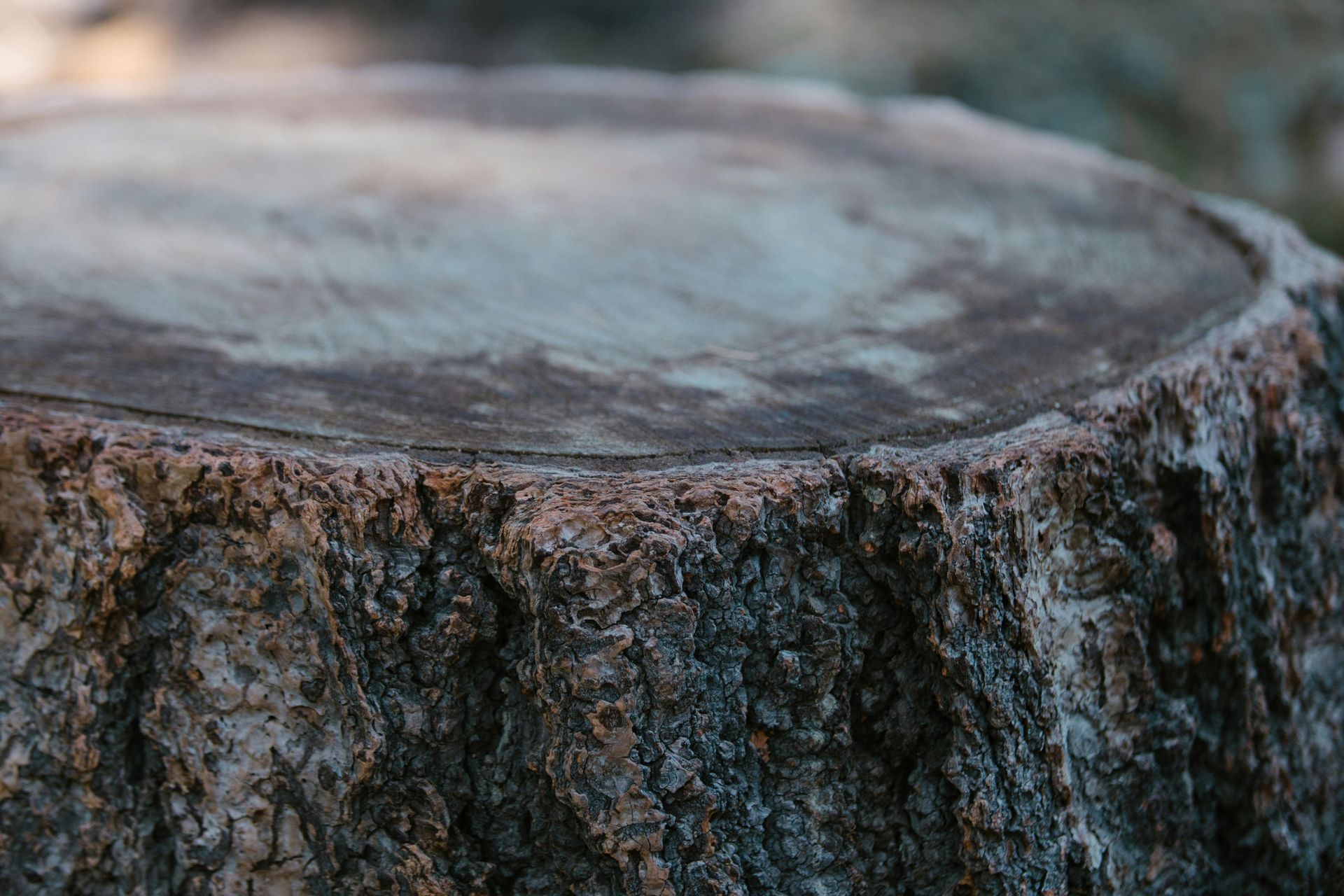 A close-up view of a thick, rough-textured tree stump with a flat, light-colored cut surface.