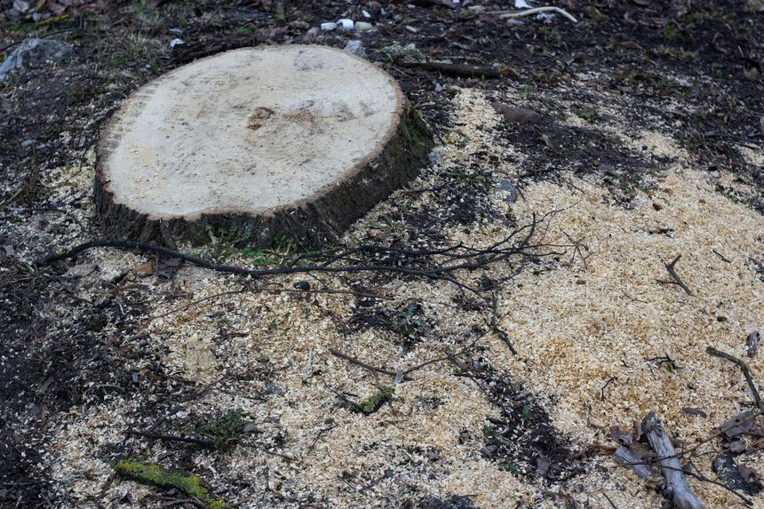 A freshly cut tree stump sits in soil covered with light-colored wood shavings.