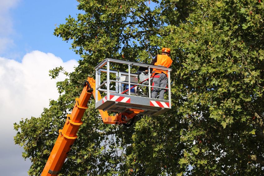 A worker in an orange safety vest stands in an aerial lift platform, pruning the branches of a large tree.