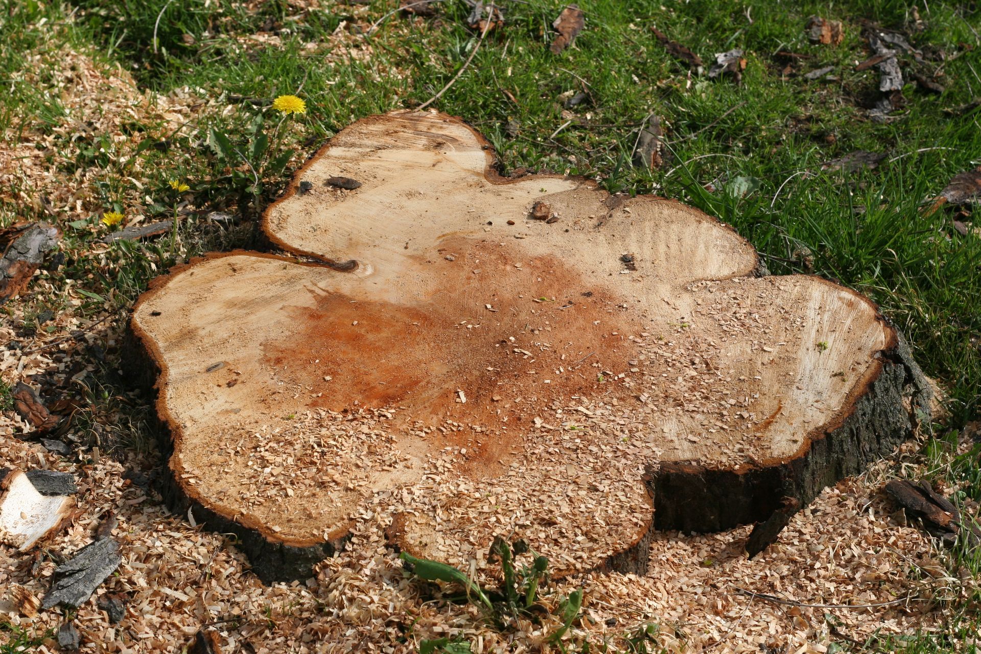 A freshly cut tree stump with visible wood grain and scattered sawdust, situated on a patch of grass.