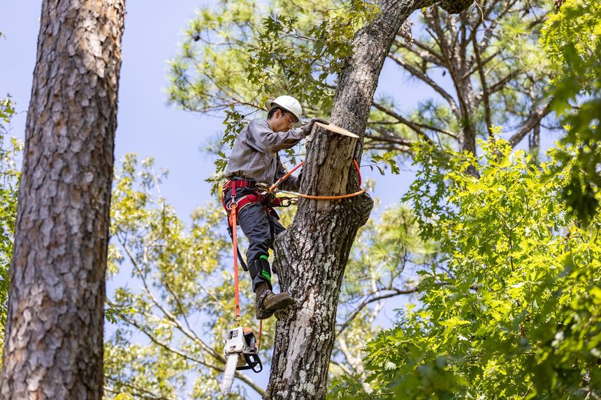 An arborist wearing a white hard hat and climbing harness is suspended in a tree, working with a chainsaw.