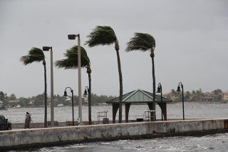 Date Trees Blown by Wind — Tampa, FL — Gegan Law Office