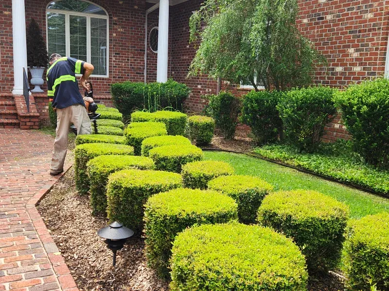 Man trimming boxwood bushes in front yard with brick house.