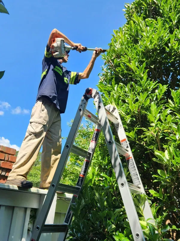 Man on ladder trimming tree with hedge trimmer against blue sky.