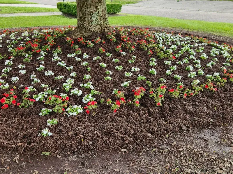 Bed of white and red flowers around a tree trunk, with mulch and greenery.