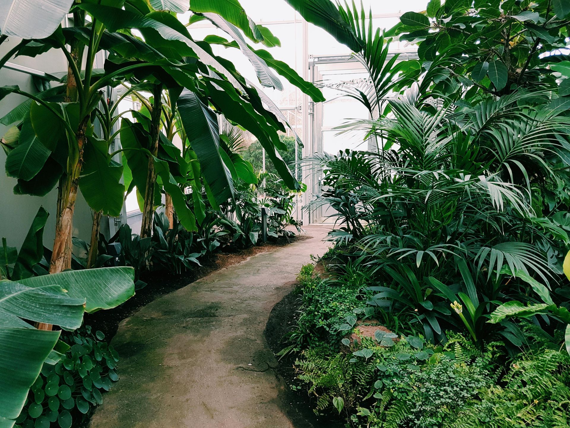 Pathway through a lush greenhouse filled with tropical plants; sunlight streams through windows.