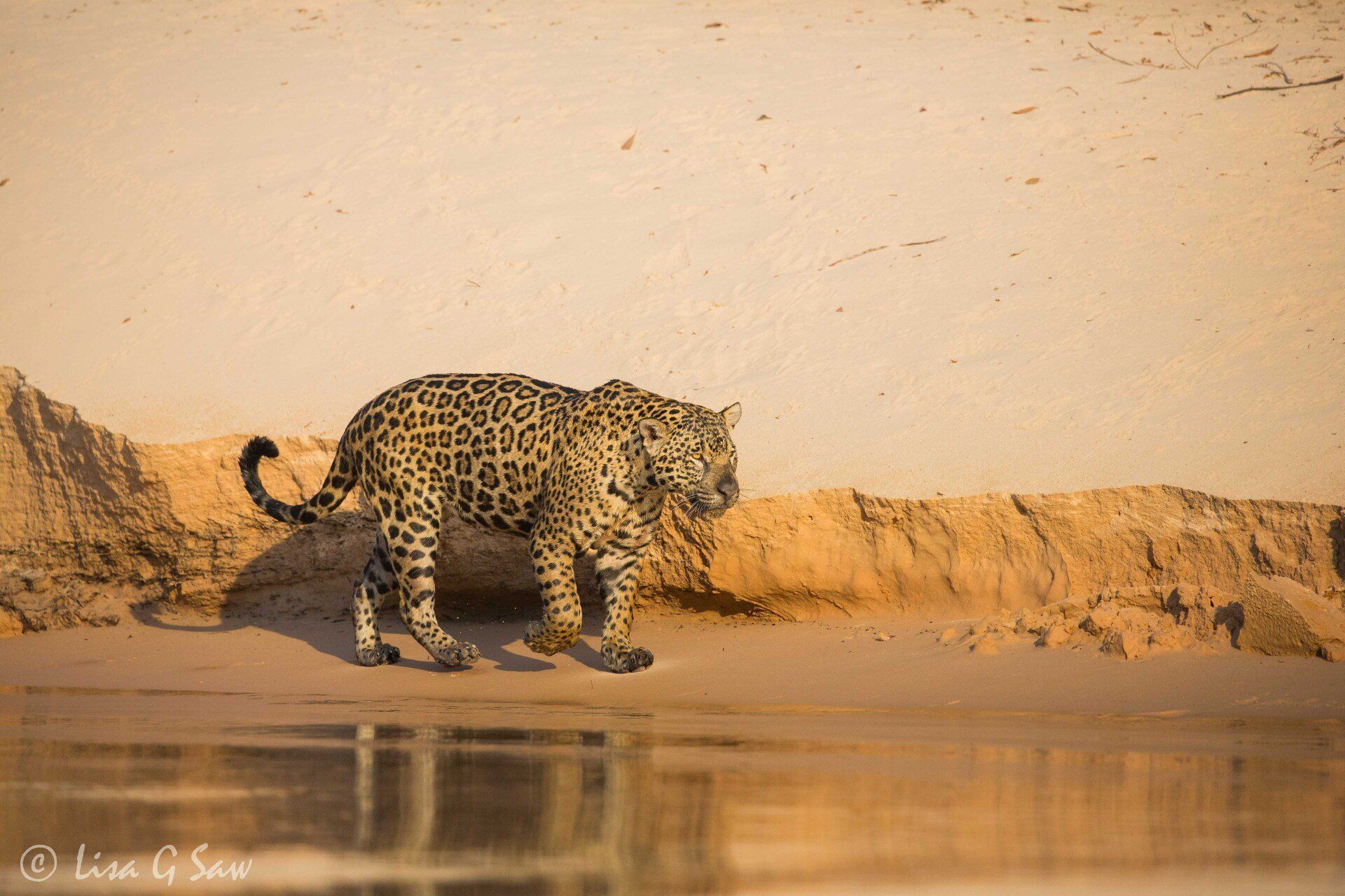 Jaguar walking along riverbank in morning light