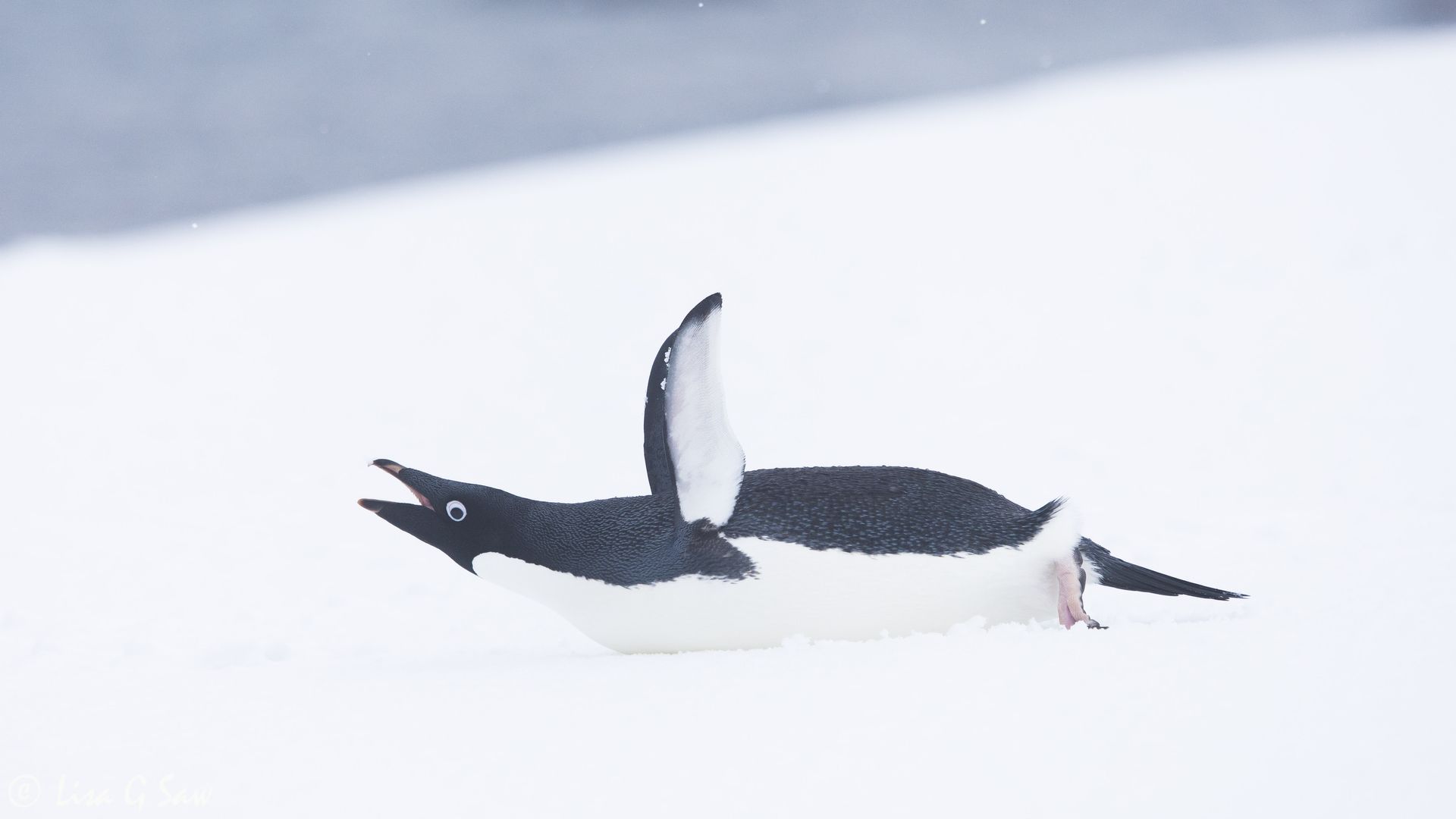 Adelie Penguin