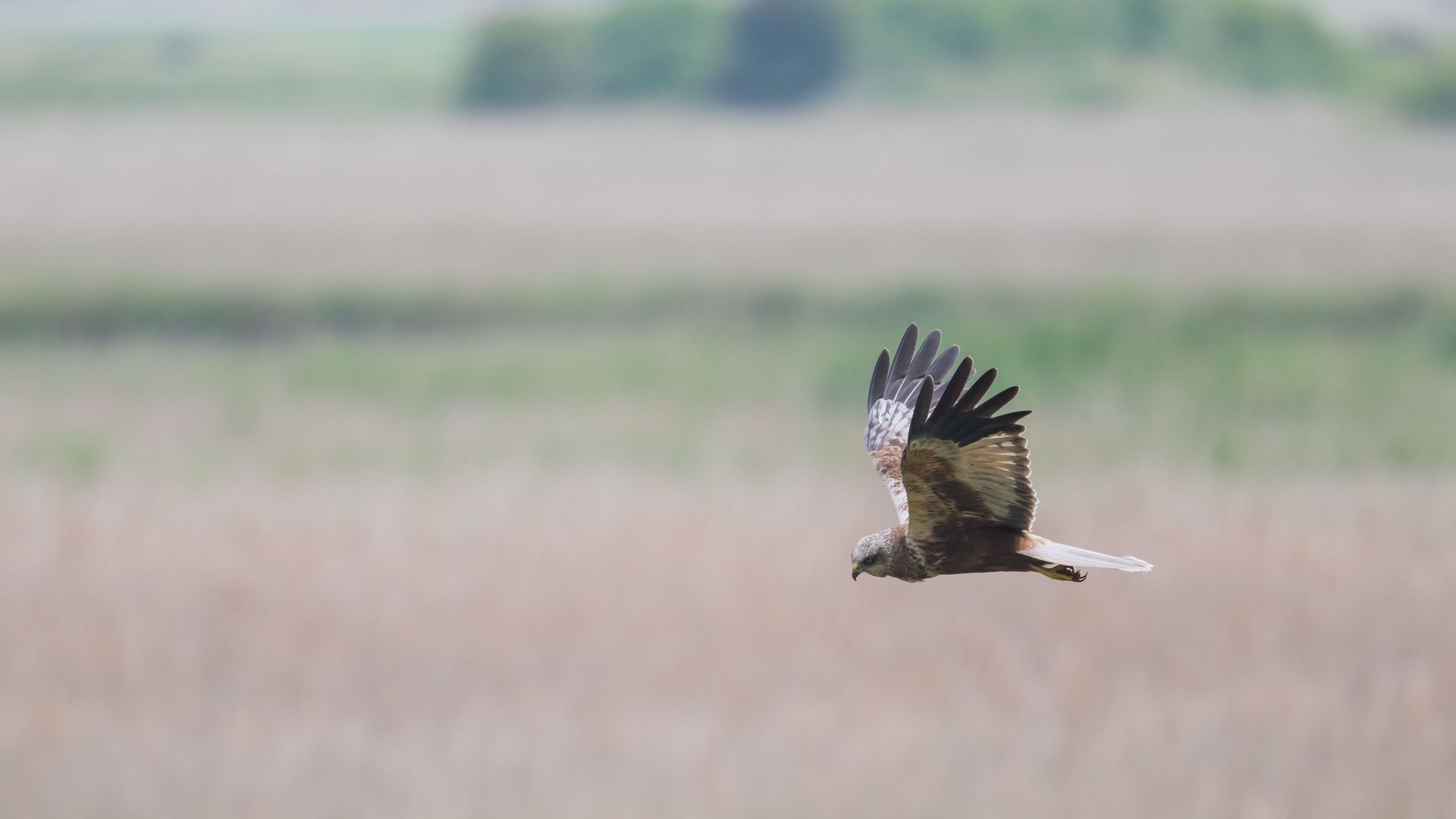 Marsh Harrier