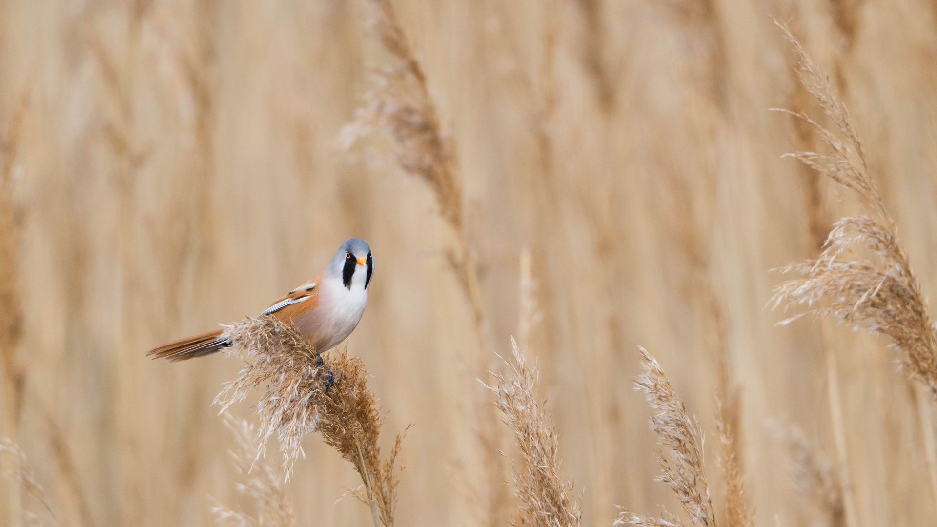 Bearded Tit