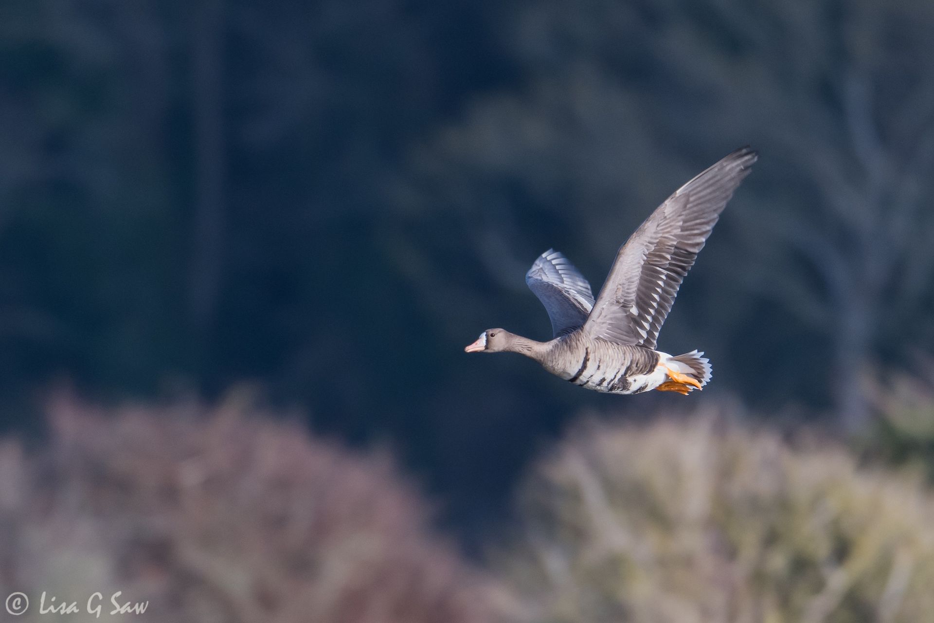 White-fronted Goose flying, East Sussex