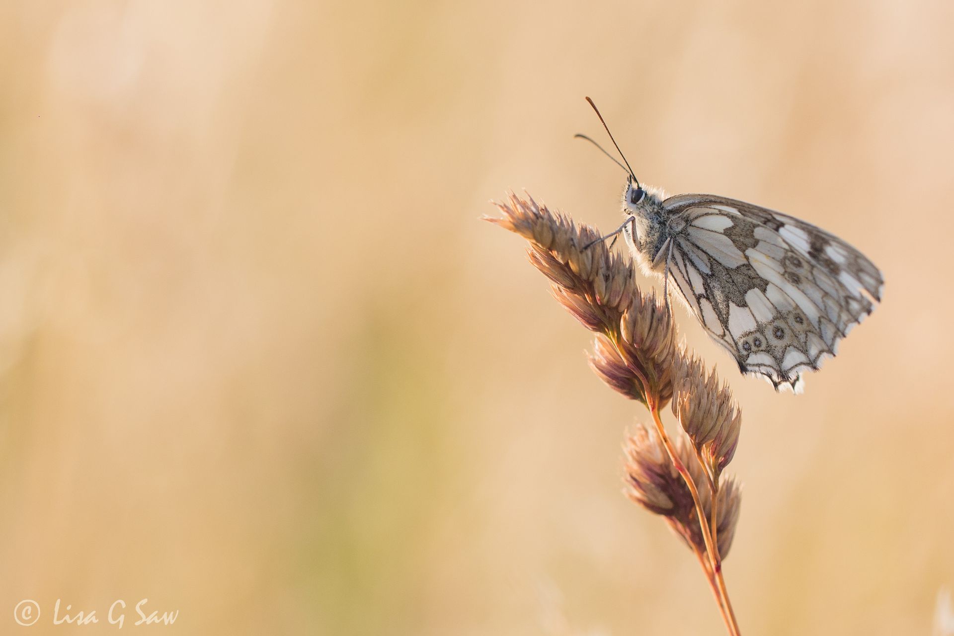 Marbled White Roosting