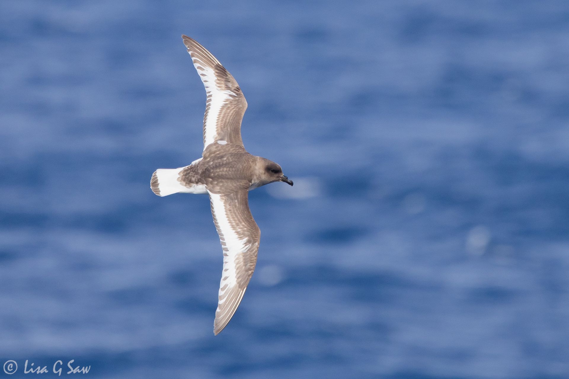 Atlantic Petrel