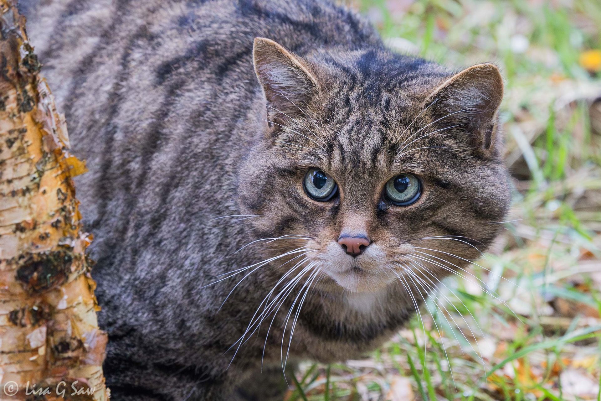 Wildcat at Aigas Field Centre