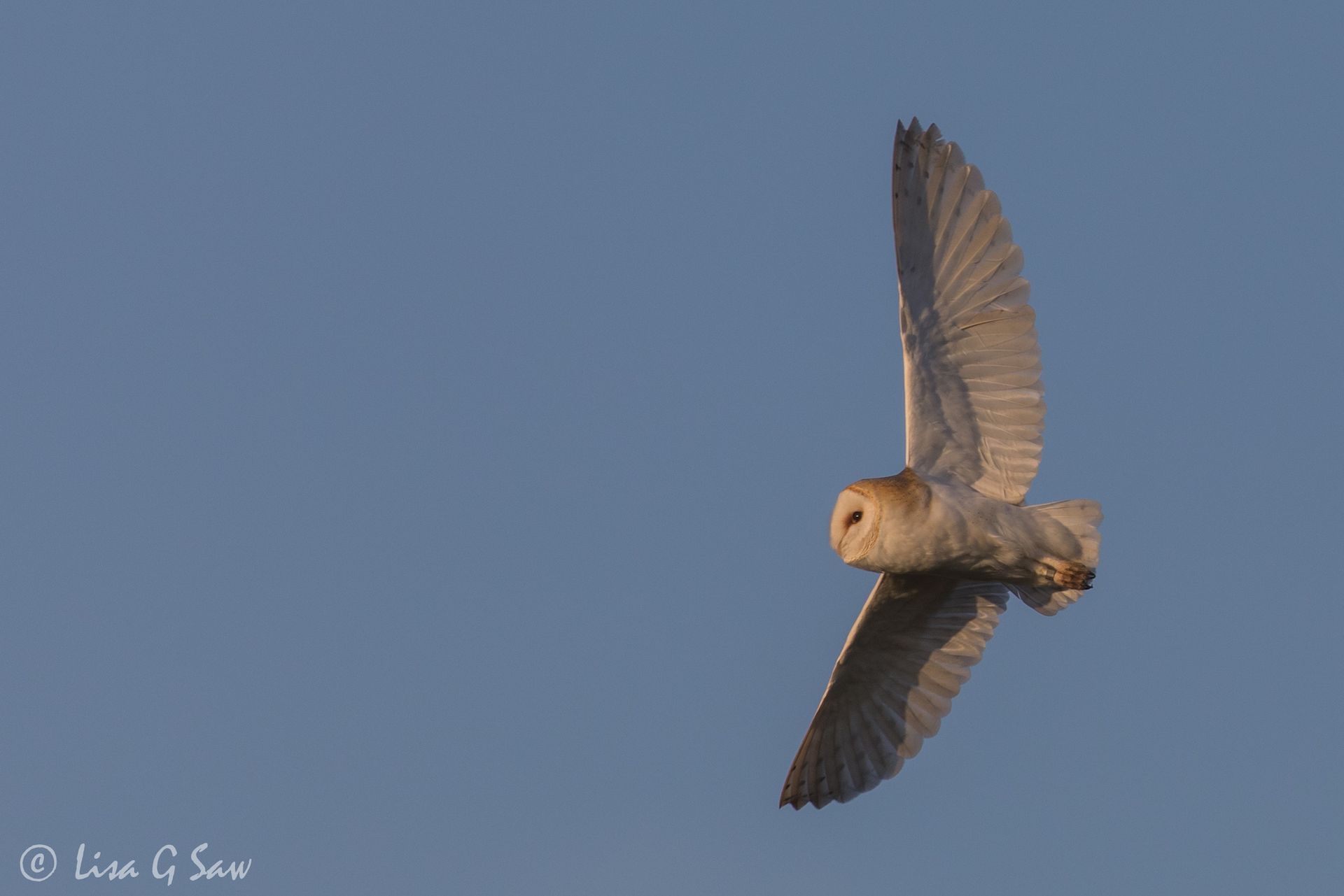 Barn Owl flying with wings spread open