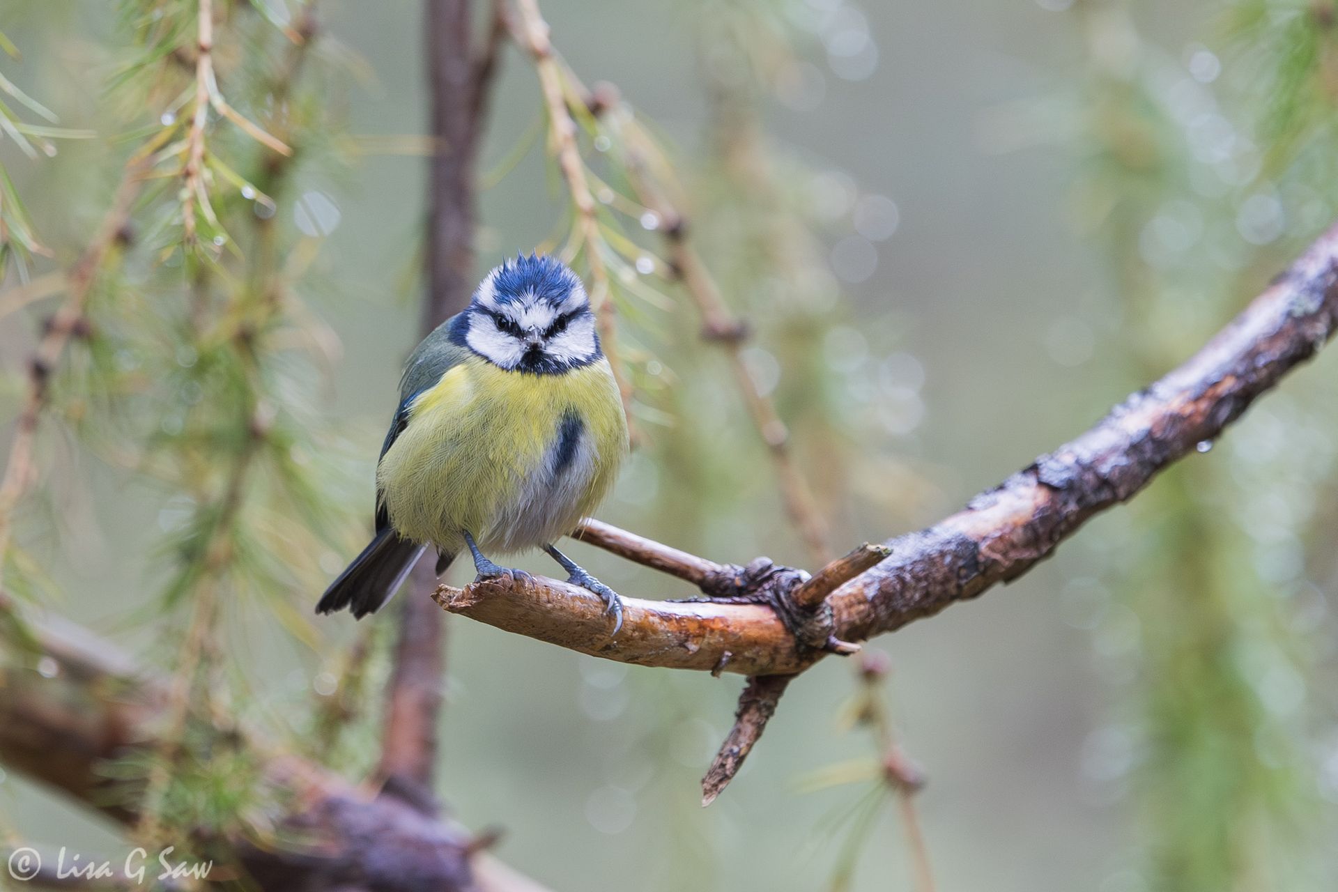 Blue Tit on perch, Aigas Field Centre