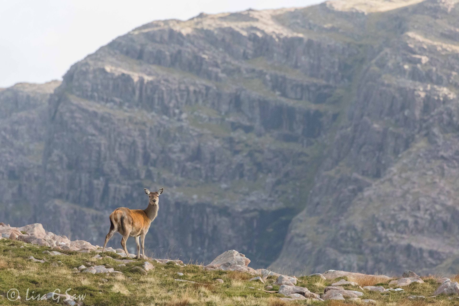Red Deer Hind on top of mountain