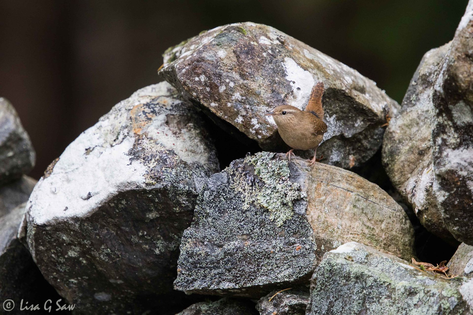 Wren on a dry stone wall, Aigas Field Centre