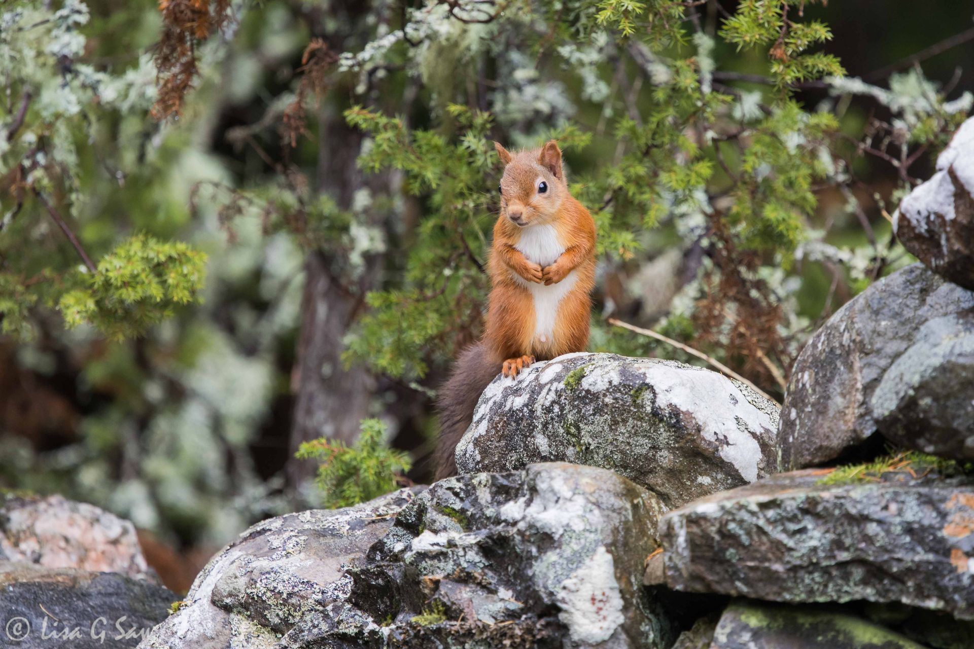 Young Red Squirrel on dry stone wall, Aigas Field Centre