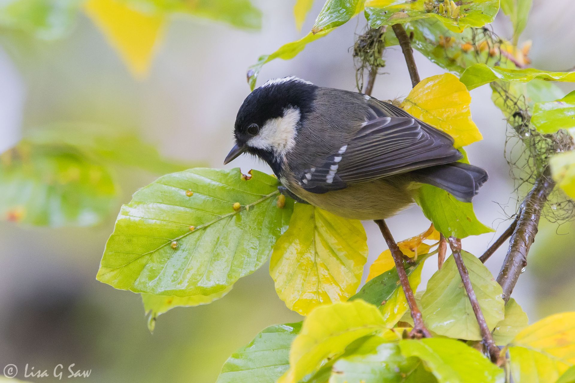 Marsh Tit feeding on galls, Rogie Falls
