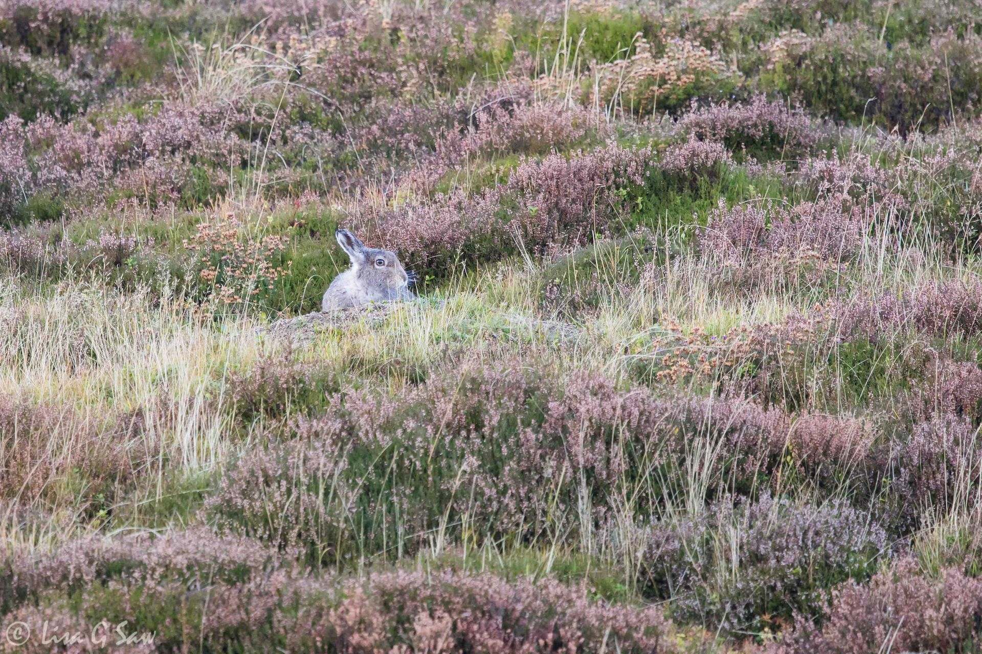 Mountain Hare amongst the Heather, Findhorn Valley