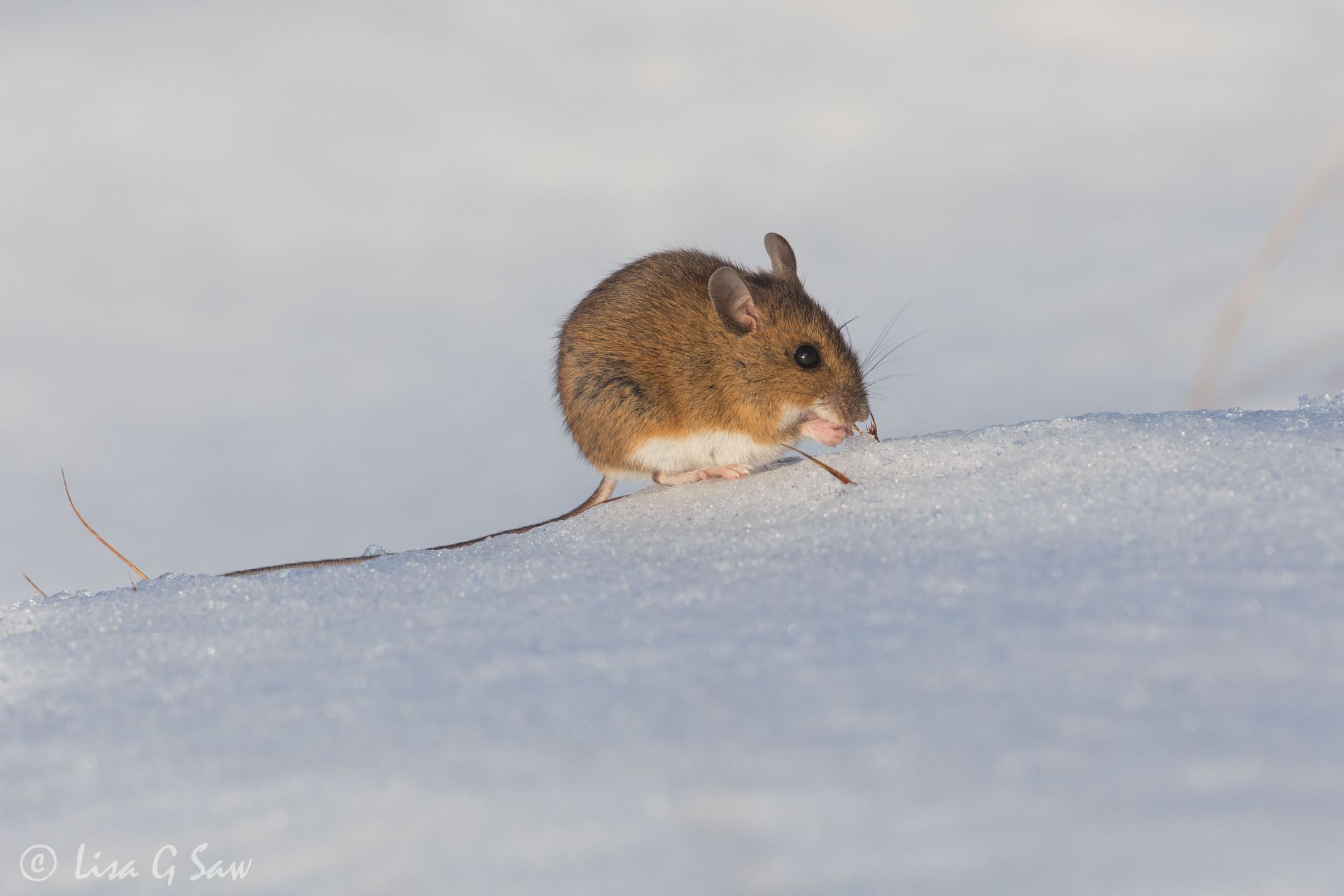 Wood Mouse out on the snow