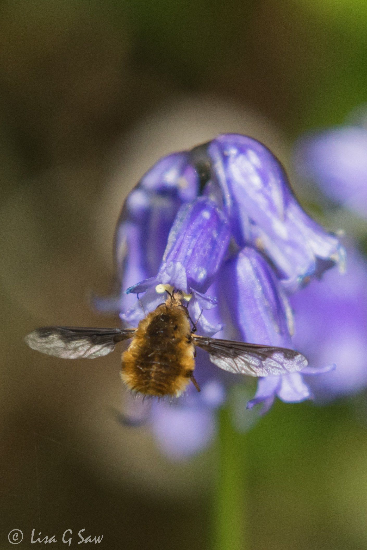 Dark-Edged Bee-Fly on a Common Bluebell