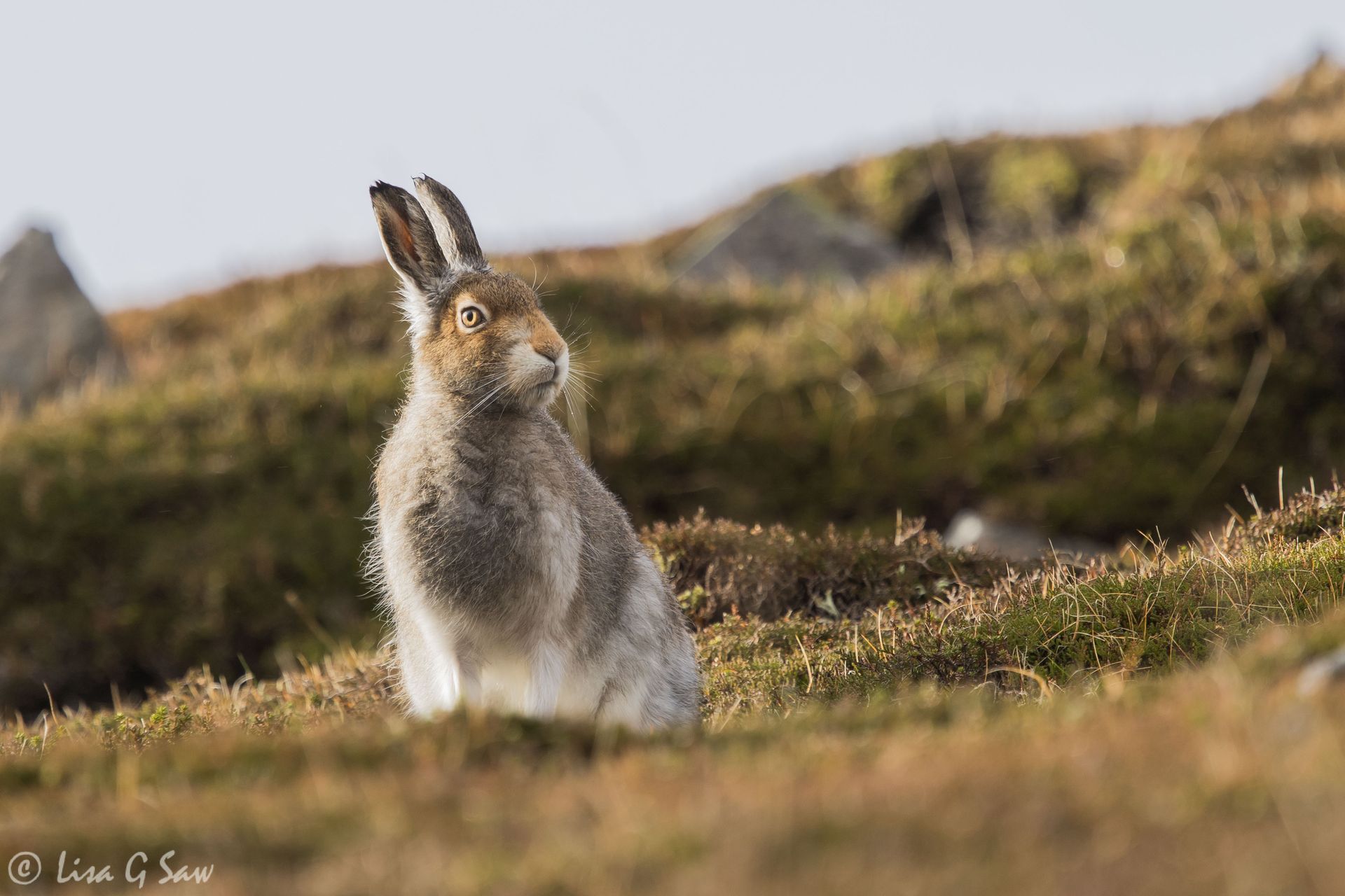 Mountain Hare sitting up, Glenshee