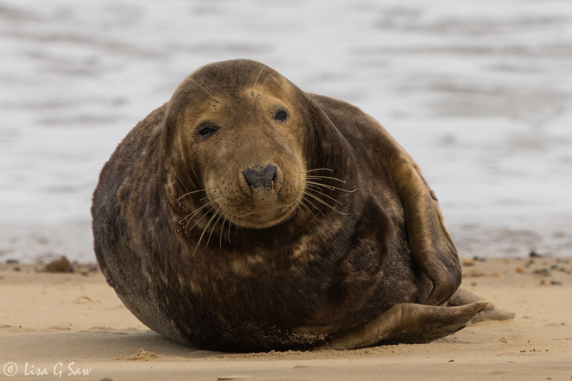 Male Common Seal on Horsey Beach