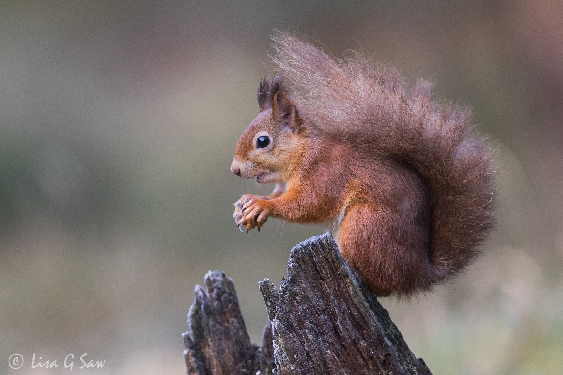 Red Squirrel on tree stump