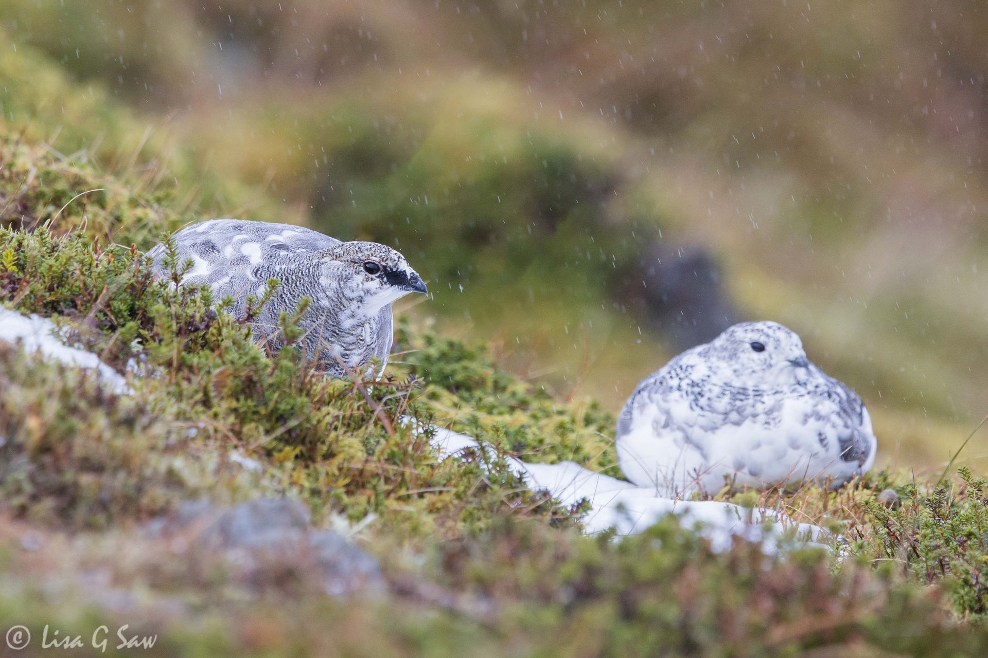 Two Ptarmigan hunkered down in the rain, Glenshee