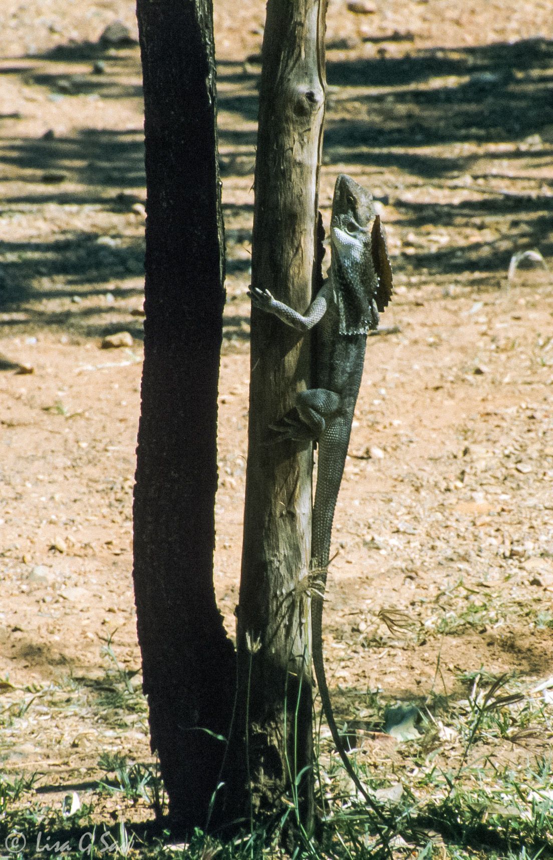 Frill-necked Lizard, Edith Falls, Northern Territory