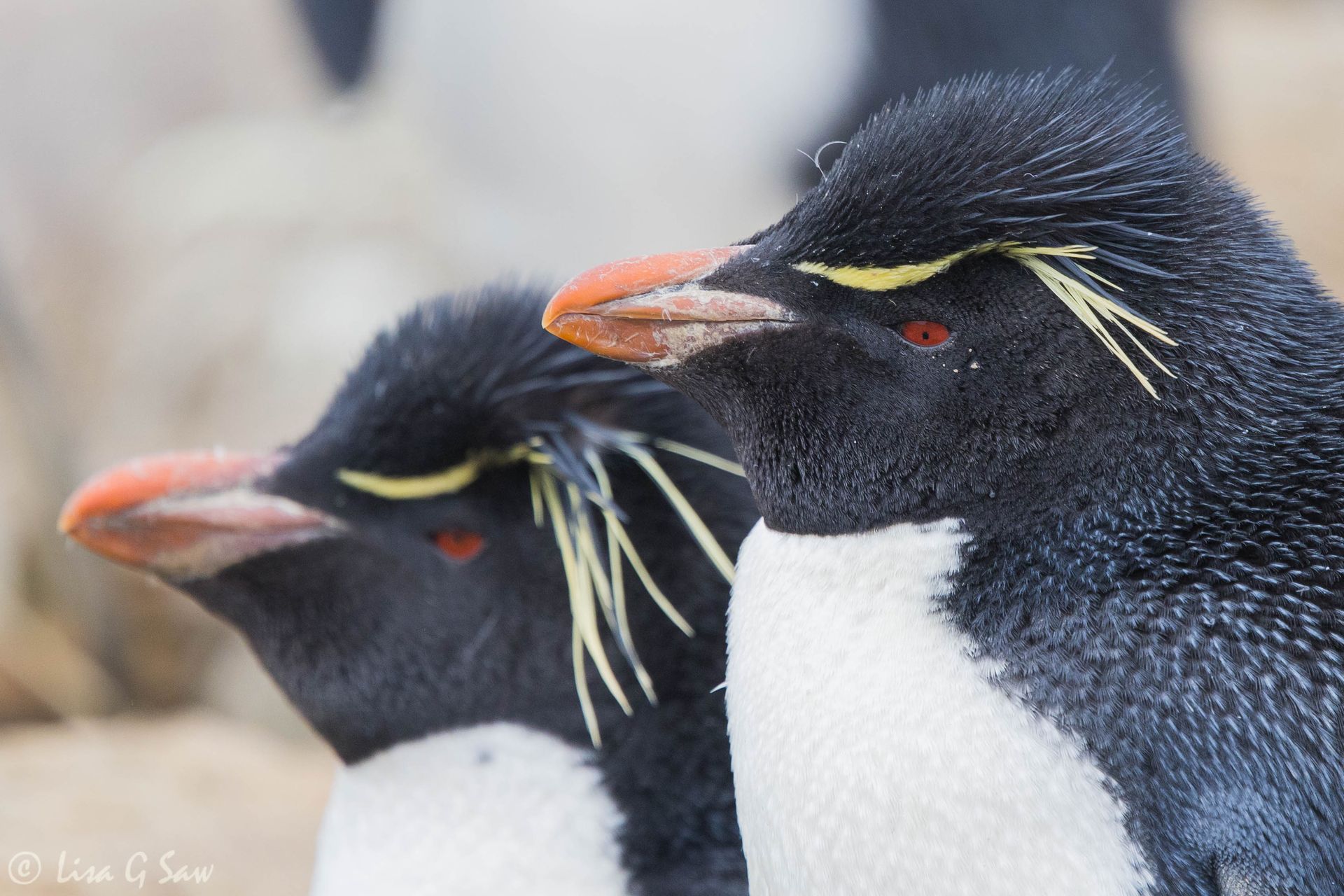 Rockhopper Penguins