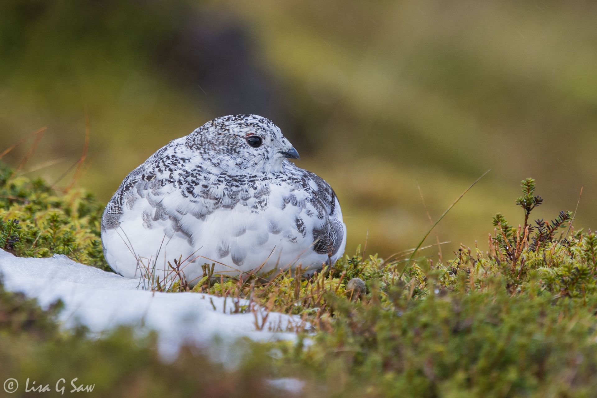 Ptarmigan sitting down, Glenshee