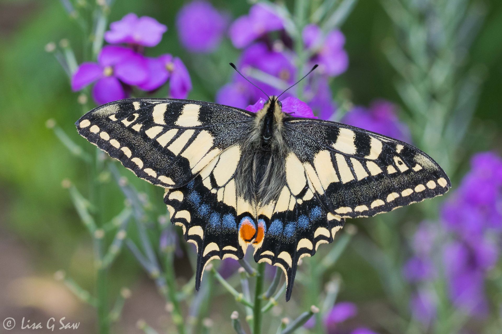 Swallowtail