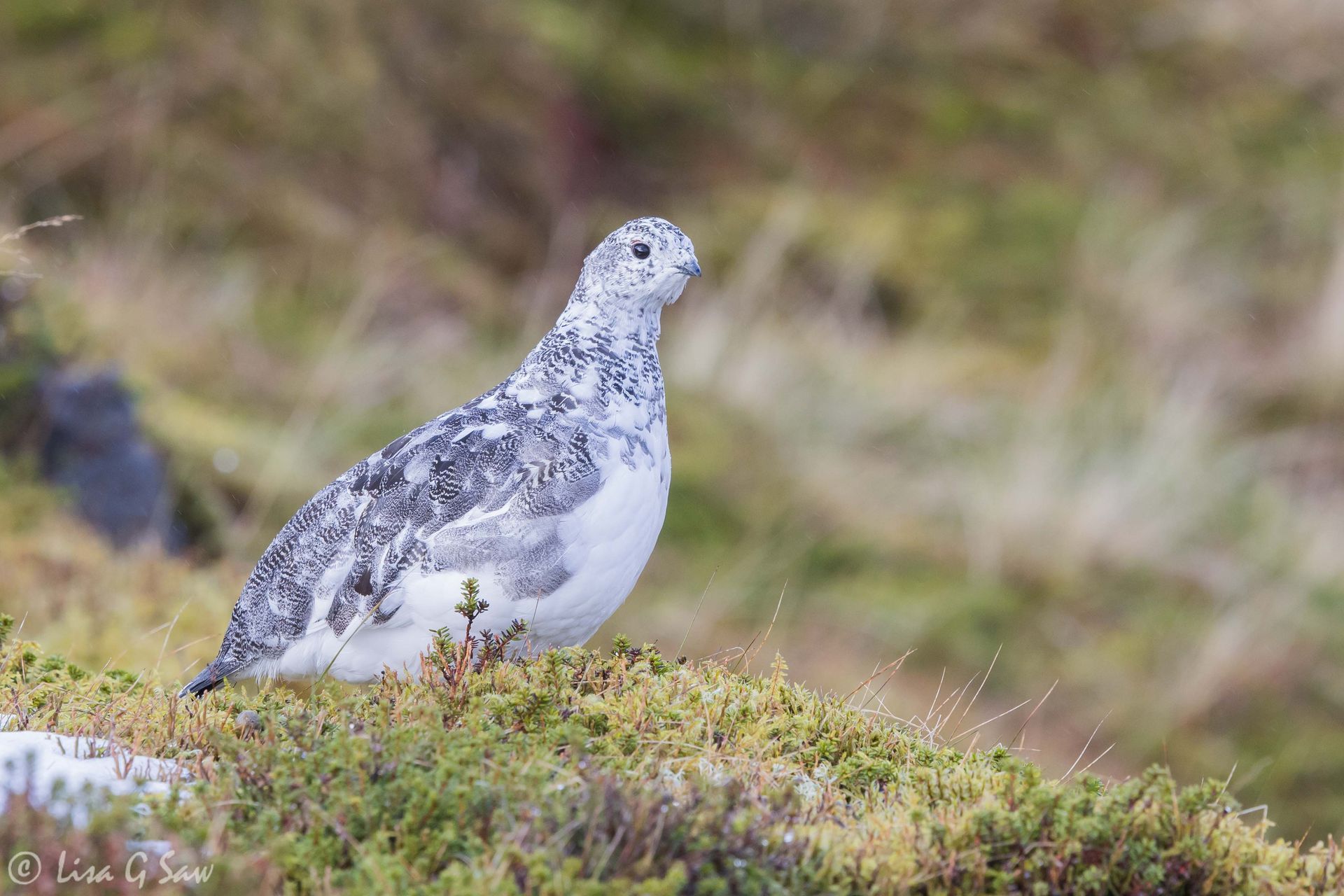Ptarmigan on the move, Glenshee