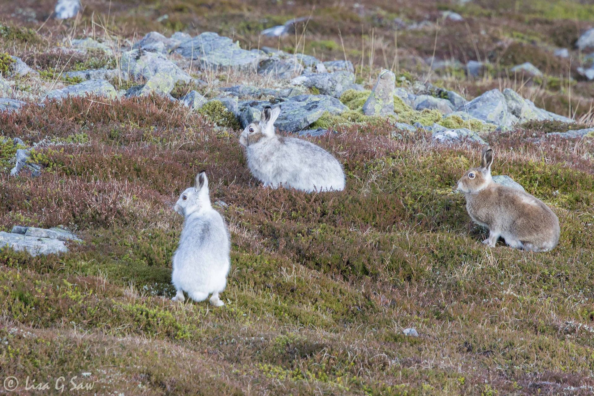 Three Mountain Hares starting to show their winter pelage, Glenshee