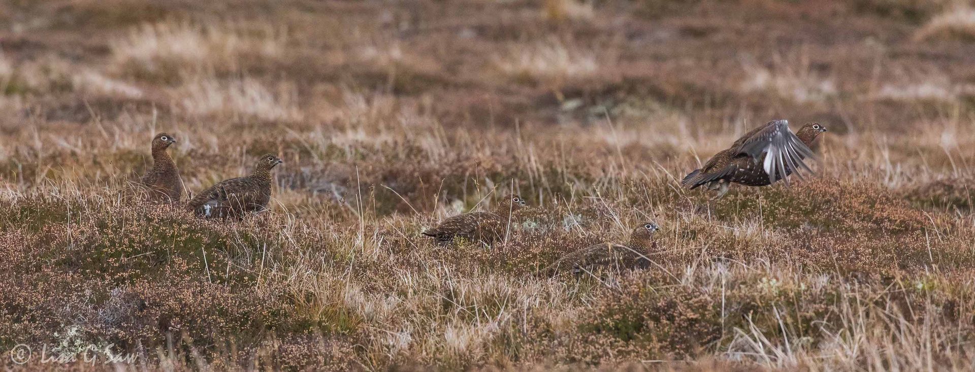 Five Red Grouse